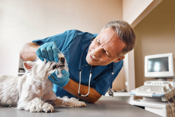 Best Emergency Care for Gum Disease in Carbondale, CO